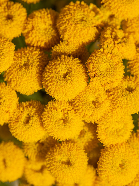 中草药菊花插画