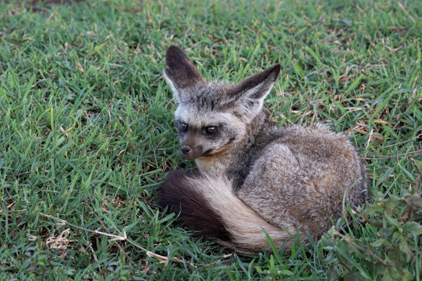 otocyon