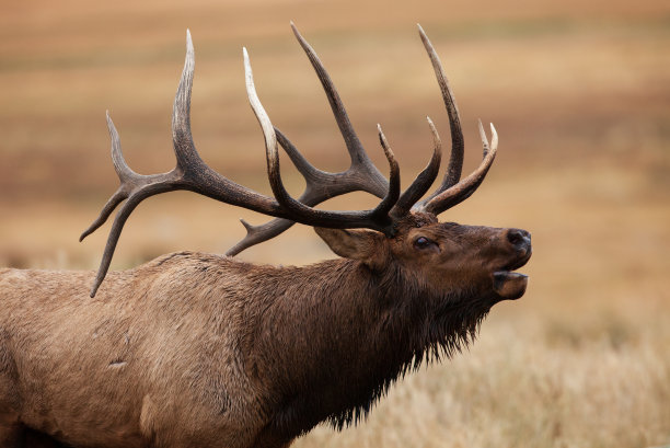 deer