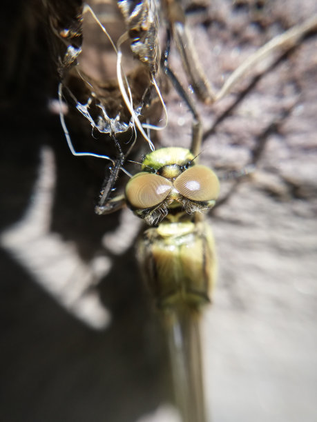 fragile