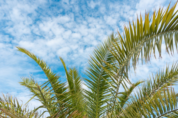 清新蓝绿棕榈叶图案背景