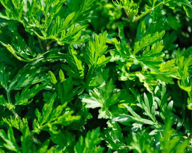 mugwort