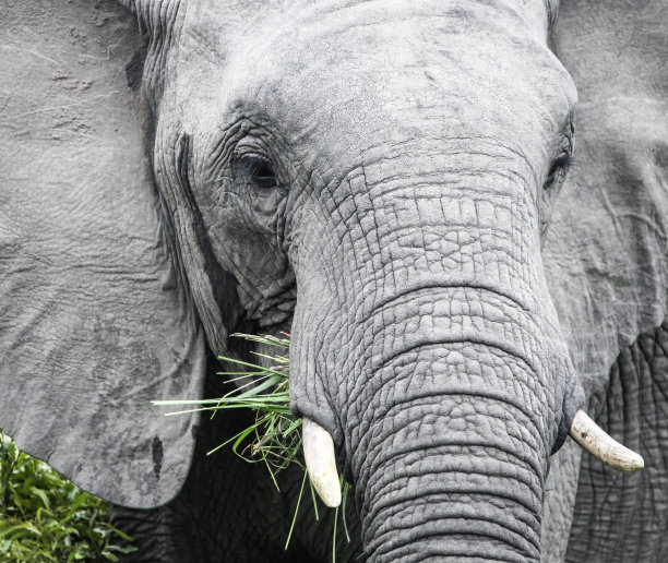pachyderm