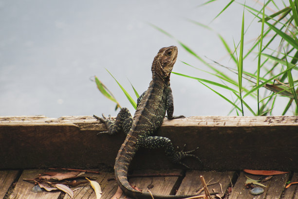 physignathus