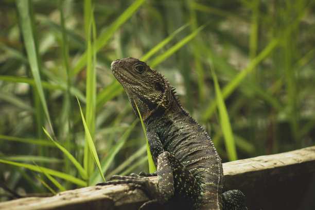 physignathus