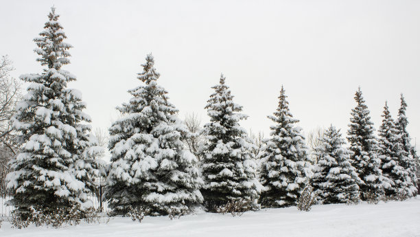 spruce