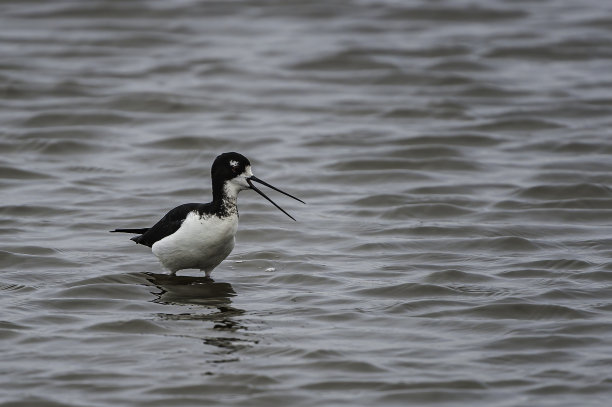charadriiformes