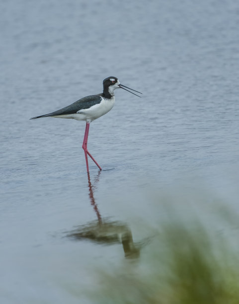 charadriiformes