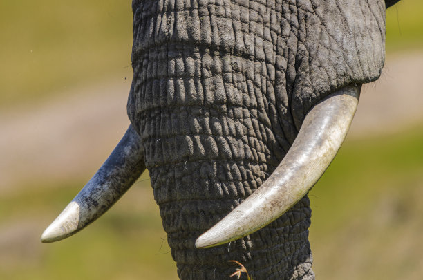 pachyderm