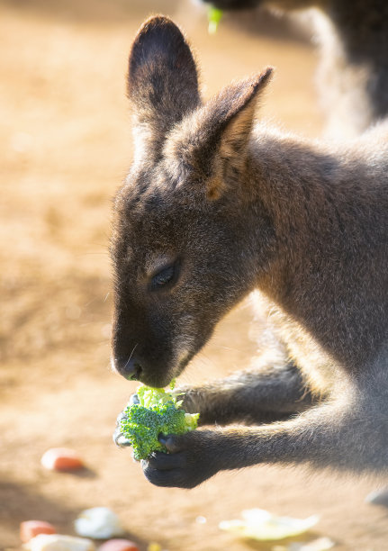 kangaroo