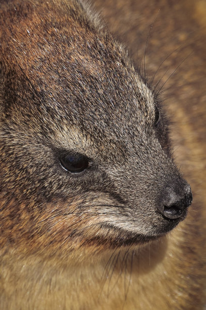 hyracoidea