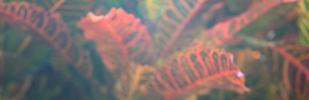 codiaeum