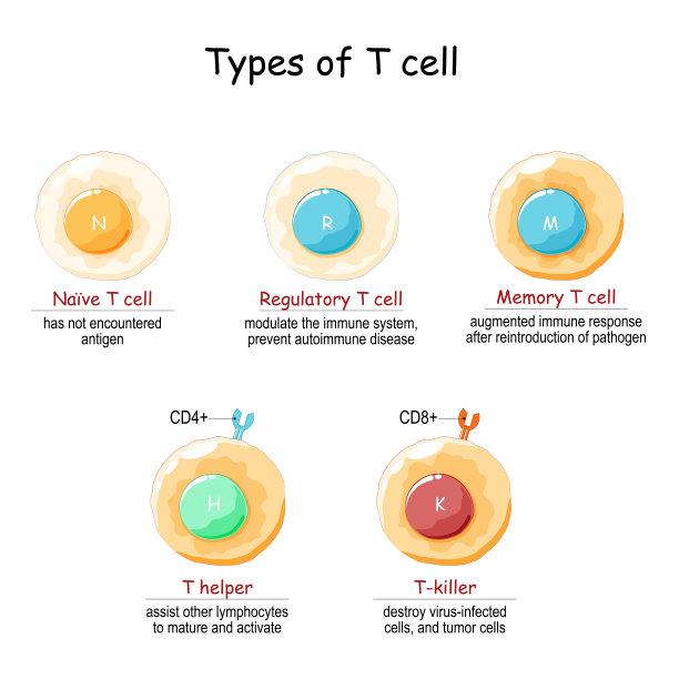 cd4