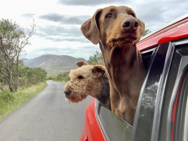 airedale