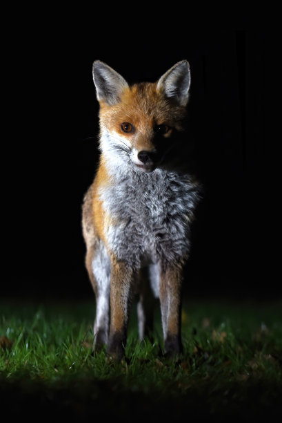 foxface