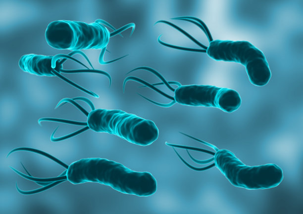 bacteria