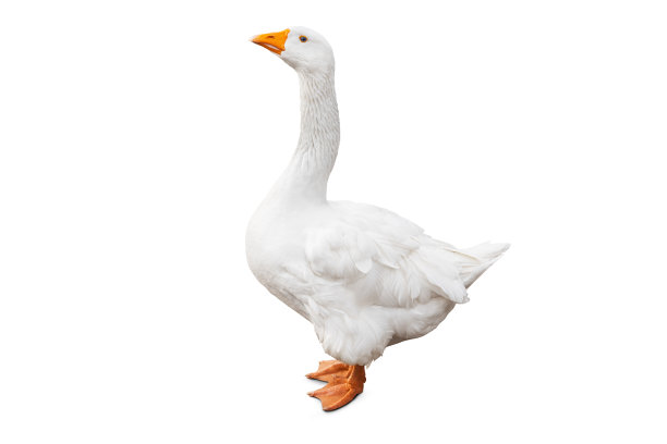 goose
