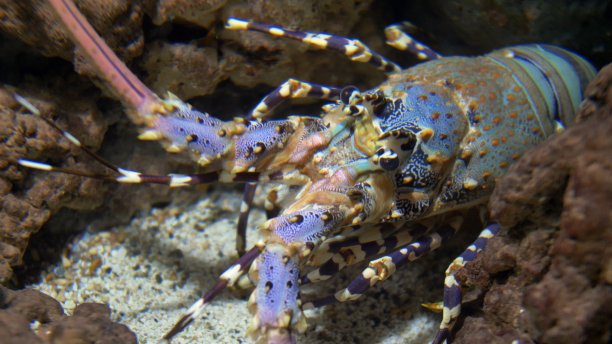 crustacean