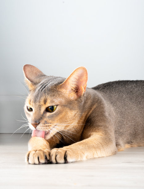 abyssinian猫