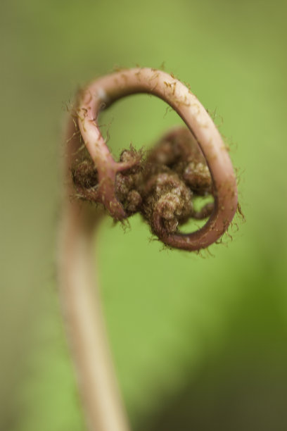 fiddlehead