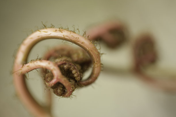 fiddlehead