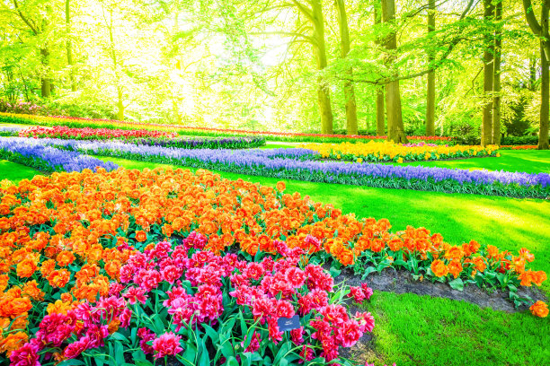 橙红色花朵条纹背景图案