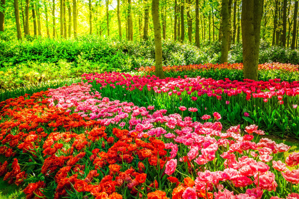 橙红色花朵条纹背景图案