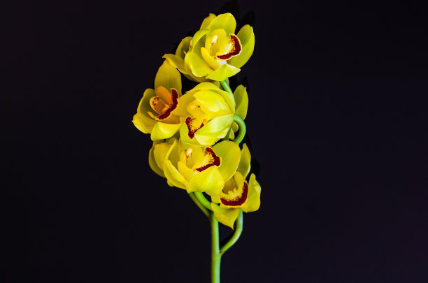 cymbidium