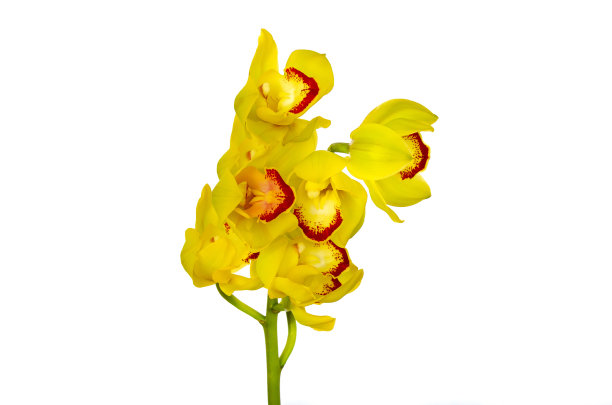 cymbidium