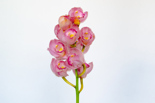 cymbidium