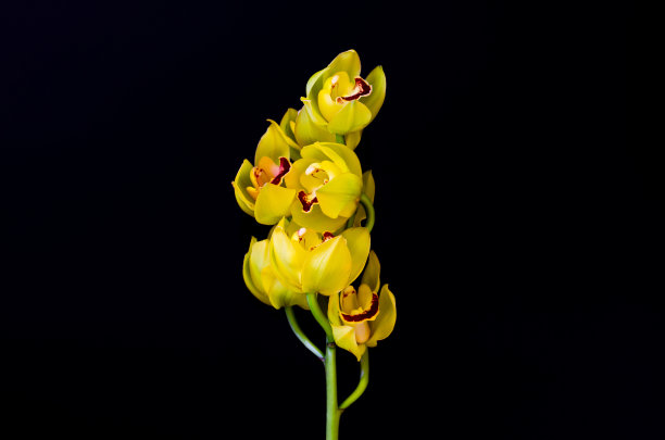 cymbidium