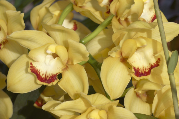 cymbidium