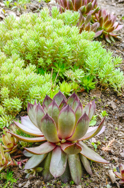 sedum