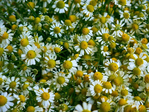 camomiles
