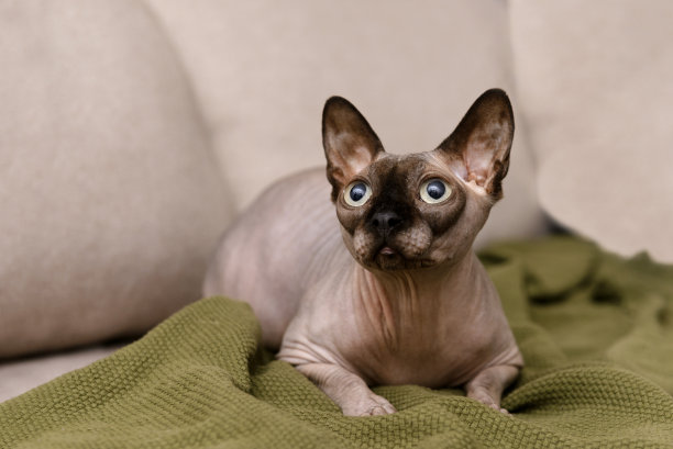 sphinx