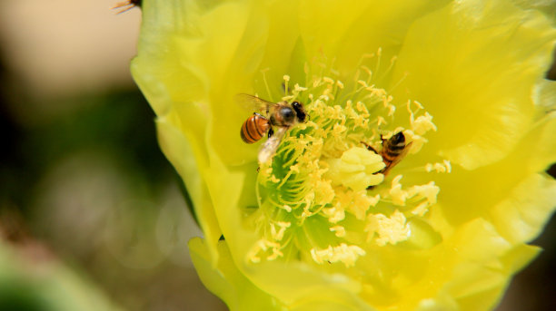 pollination