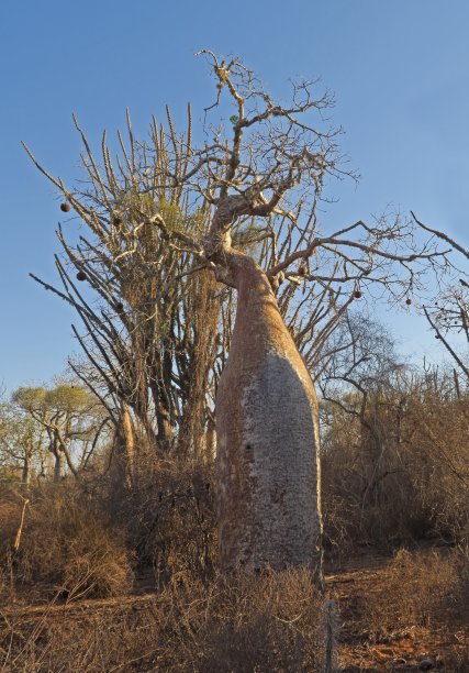 baobab