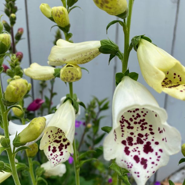 digitalis