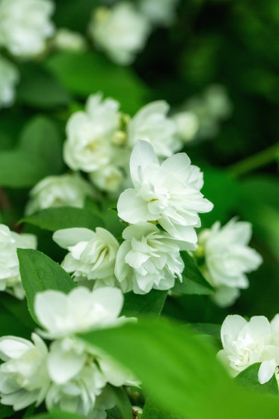 jasmine