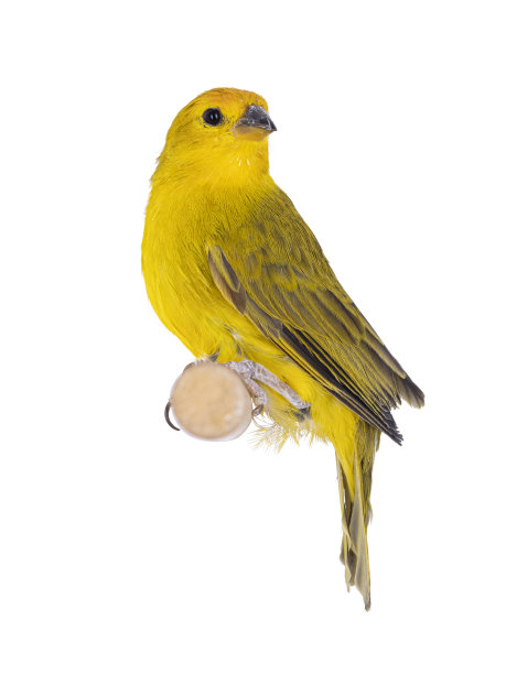 canary