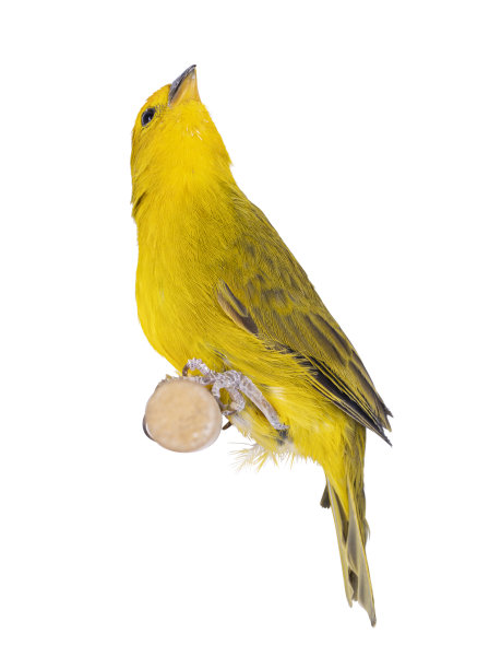 canary