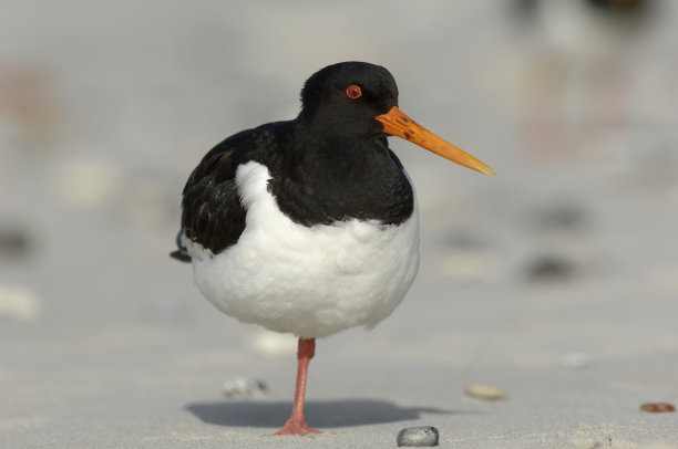 haematopus