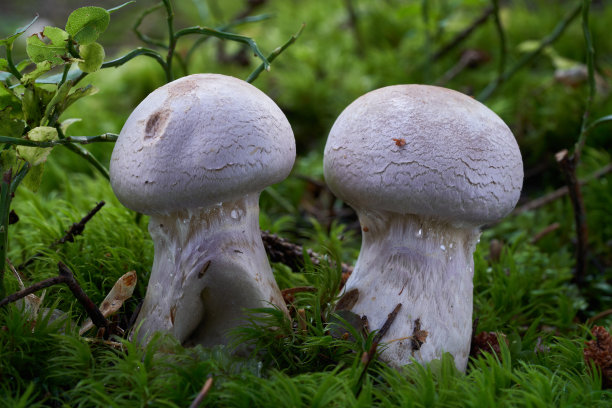 cortinarius