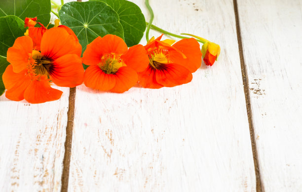 nasturtium