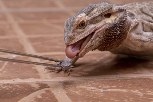pogona