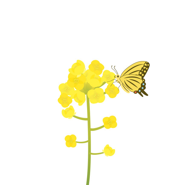 春天油菜花与蝴蝶