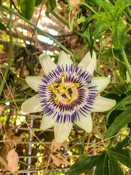 passiflora