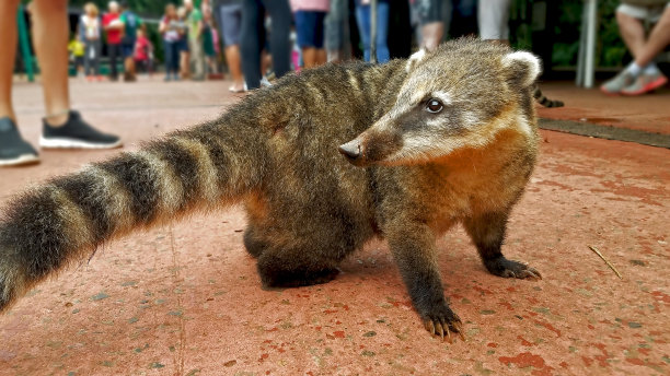 coatimundi