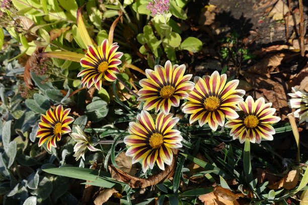 gazania