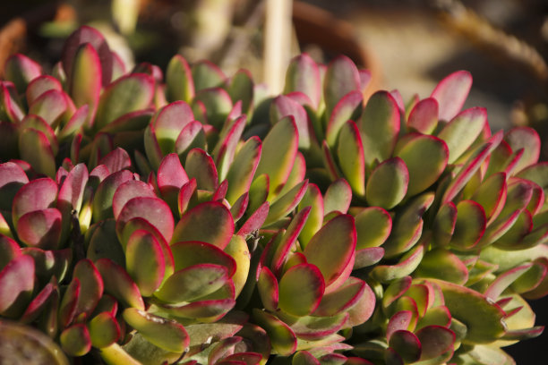 crassula